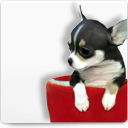 Cani di piccola taglia Cani Taglia Piccola