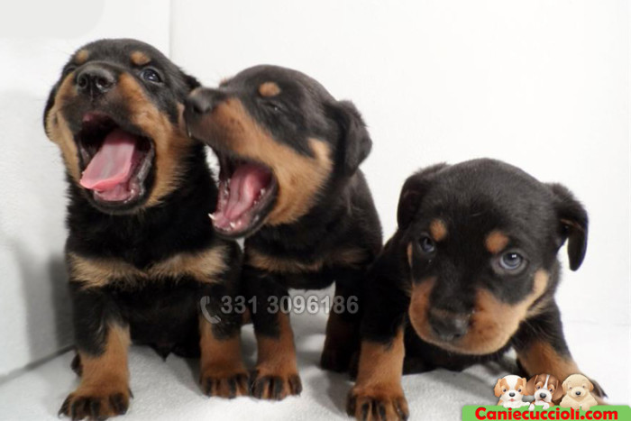 rottweiler cross shar pei for sale shar pei x staffordshire bull terrier breeds picture rottweiler cross shar pei for sale shar pei x staffordshire bull terrier breeds picture
