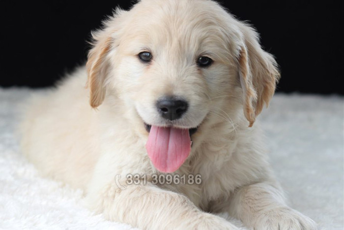 micro golden retriever vendita cuccioli golden retriever cani e cuccioli micro golden retriever vendita cuccioli golden retriever cani e cuccioli