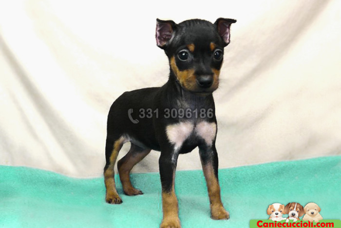 regalo pinscher nano milano regalo pinscher nano milano