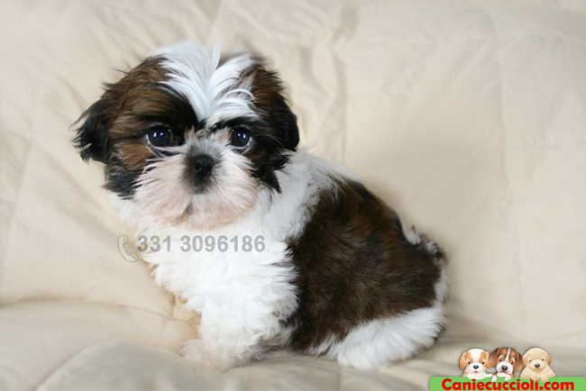 shih tzu quotes cachorros shih tzu shih tzu quotes cachorros shih tzu