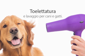 toelettatura cani milano