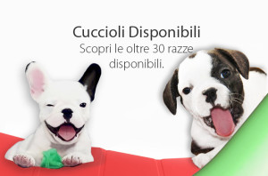 Cani e Cuccioli in Vendita