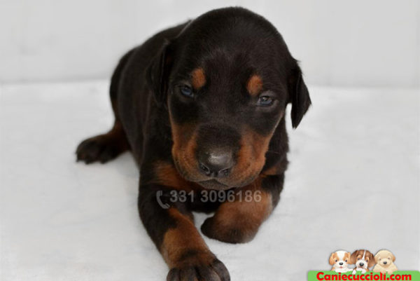 Vendita Cuccioli di Dobermann nerofocato