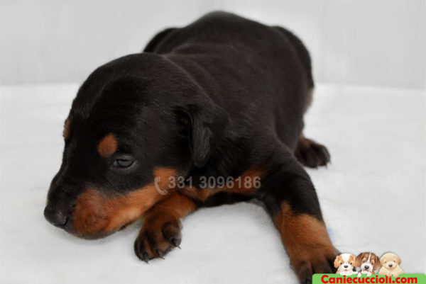 Cucciolo di Dobermann nerofocato