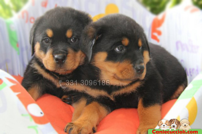 Cuccioli rottweiler