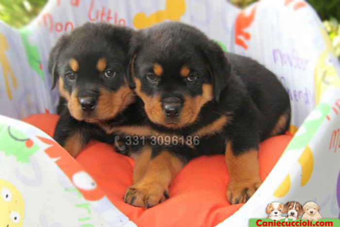 vendita cuccioli rottweiler