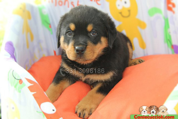 Cucciolo rottweiler