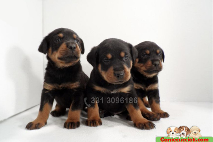 vendita cuccioli rottweiler