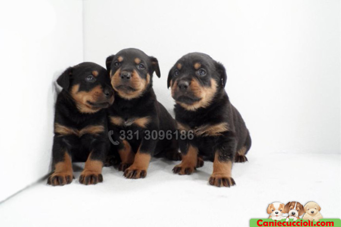 Cucciolata rottweiler