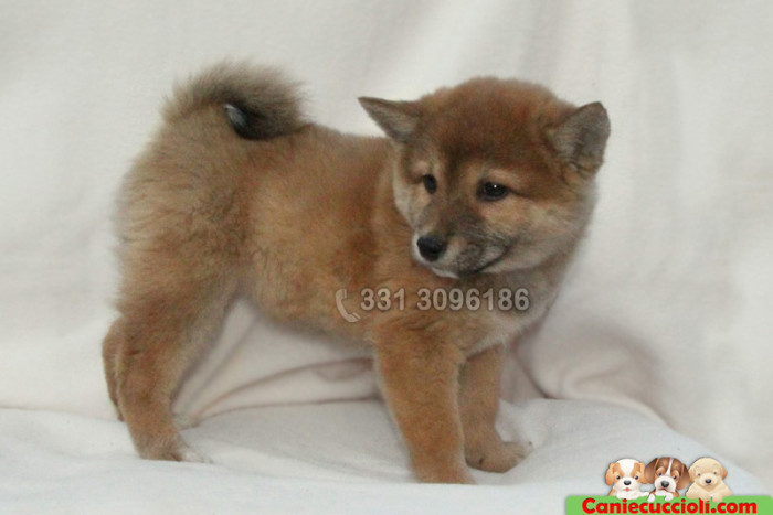Vendita Cuccioli Akita Inu