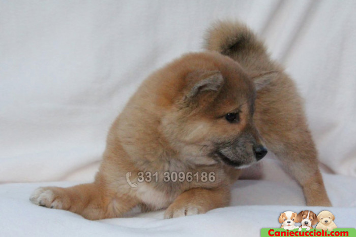 Vendita Cuccioli Akita Inu