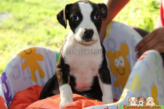 Vendita Cuccioli Amstaff