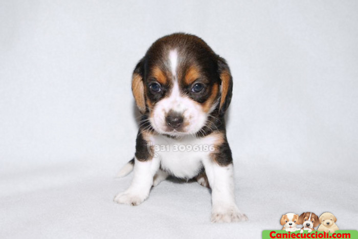 Cuccioli di beagle in vendita