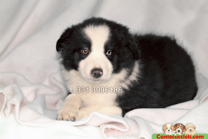 vendita Border Collie