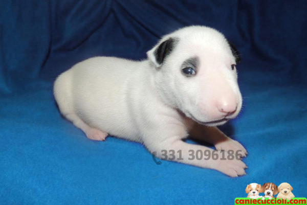 Bull Terrier Miniature in vendita