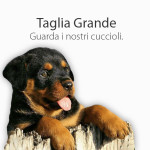 cani taglia grande