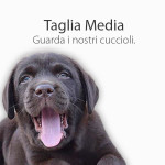 Cani taglia media