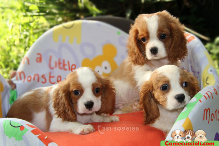 Cavalier King Cuccioli in Vendita