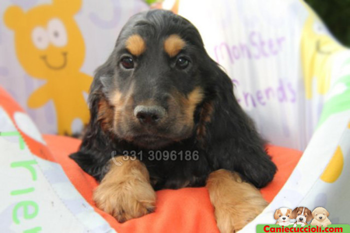 Cucciolo Coker Nero Focato
