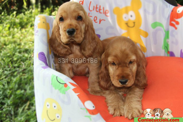 Cuccioli cocker fulvo arancione