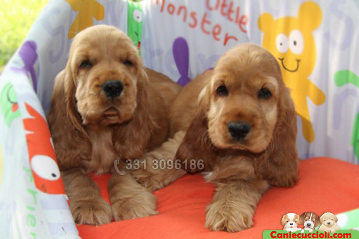Cuccioli cocker fulvo arancione