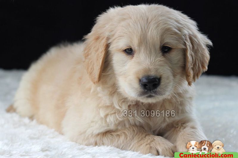 Vendita Cuccioli Golden Retriever Milano Cani E Cuccioli