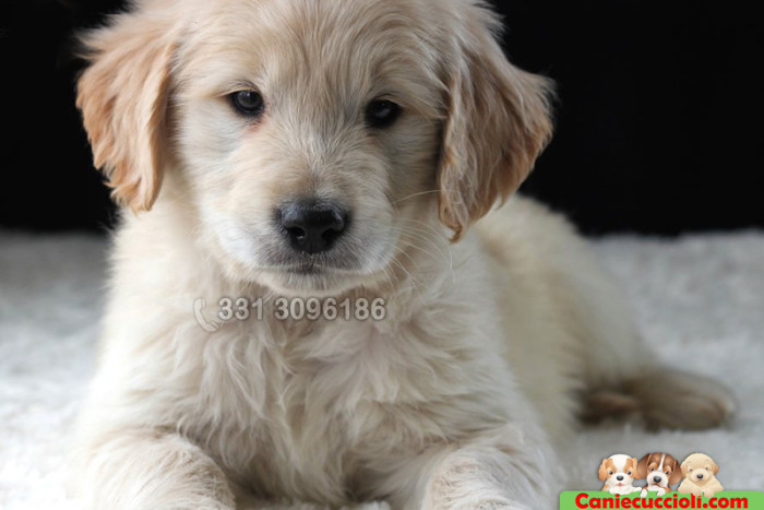 Cuccioli di Golden Retriever in Vendita