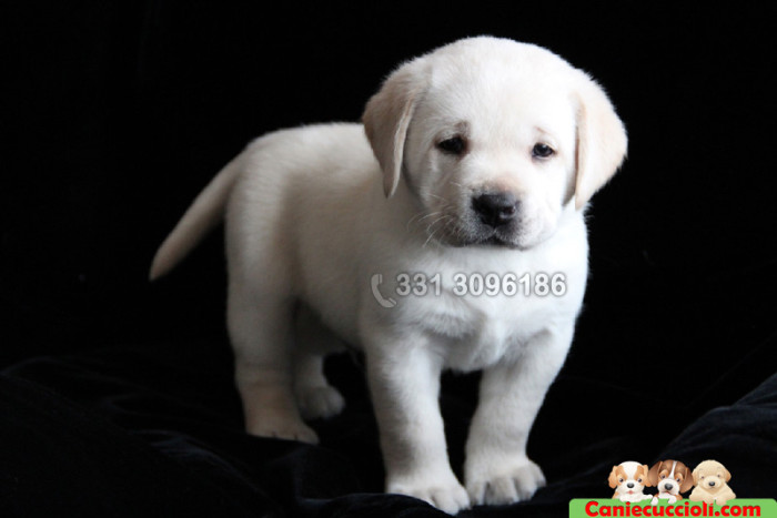 Vendita cuccioli di Labrador miele