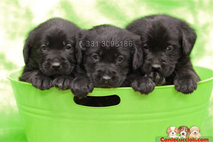 Vendita cuccioli di Labrador neri