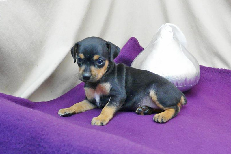 Vendita Cuccioli di Pinscher Nano