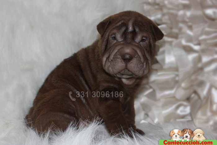 Cuccioli di Shar Pei Cioccolato