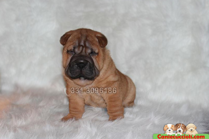 Vendita Cuccioli Shar Pei