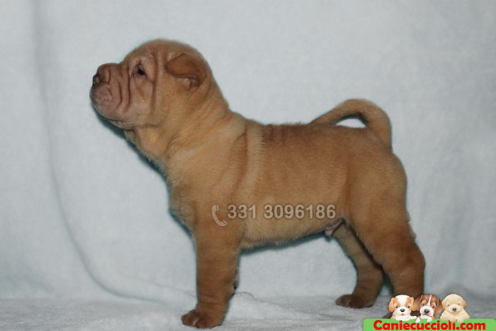 Cuccioli di Shar Per in vendita