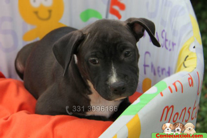 Vendita cuccioli di Staffordshire Bull Terrier