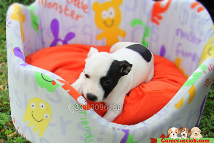 Vendita cuccioli di Staffordshire Bull Terrier