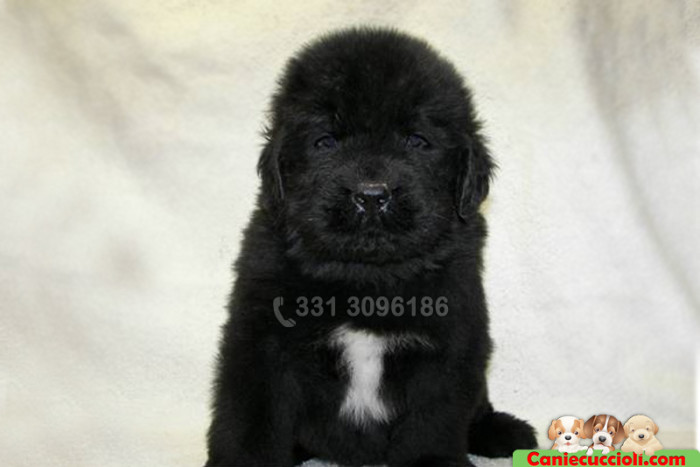 vendita cuccioli terranova