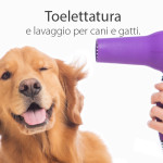 toelettatura lavaggio cani gatti milano