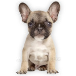 Vendita Bouledogue Francese