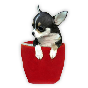 vendita cuccioli chihuahua toy