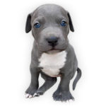 vendita cuccioli American Staffordshire Terrier