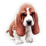 vendita cuccioli basset hound