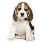 vendita cuccioli beagle