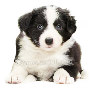 vendita cuccioli border collie