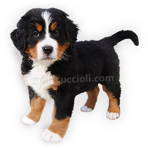 vendita cuccioli Bovaro Del Bernese