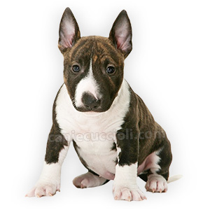 vendita cuccioli bull terrier