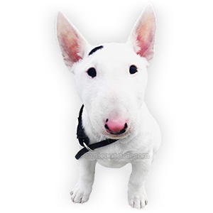 vendita cuccioli bullterrier miniature