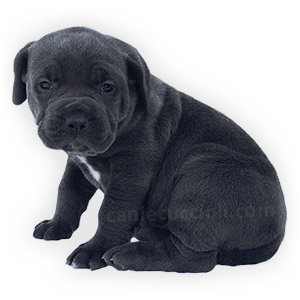 vendita cuccioli cane corso