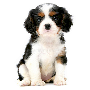 vendita cuccioli cavalier king