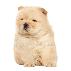 vendita cuccioli chow chow